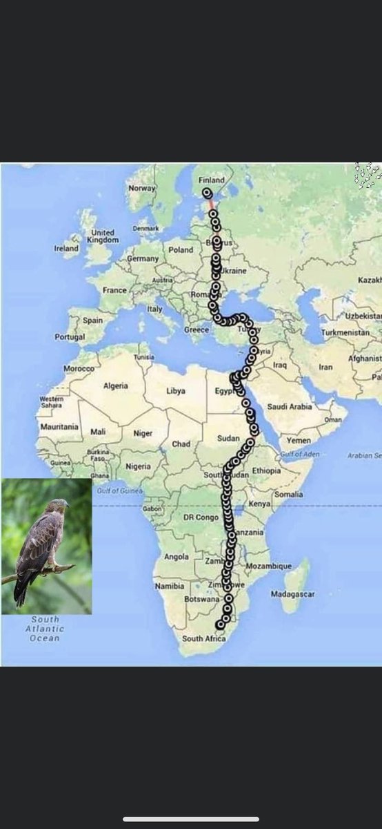 JamieD_95's tweet photo. @hardestgeezer Not even as hard as a European honey buzzard pal https://t.co/zAw3QqWM4F