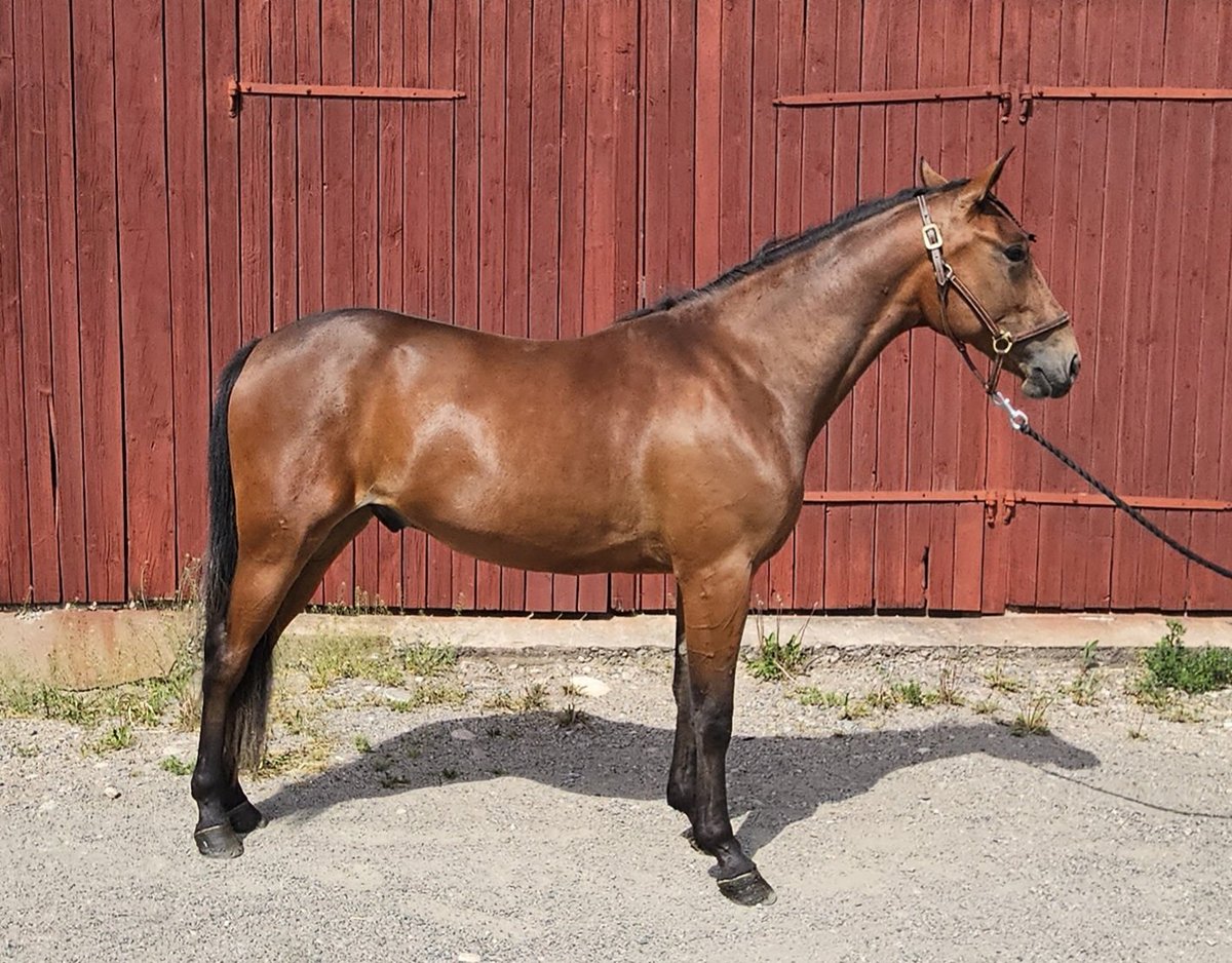 Mrssiminski's tweet image. 2-åriga Another Mats jobbade 1.23,5/2140 med 1.20 sista 1000 på @Sundbyholmtrav idag 😍
Nu väntar kval 🤩
#Walk_the_Walk #2yo