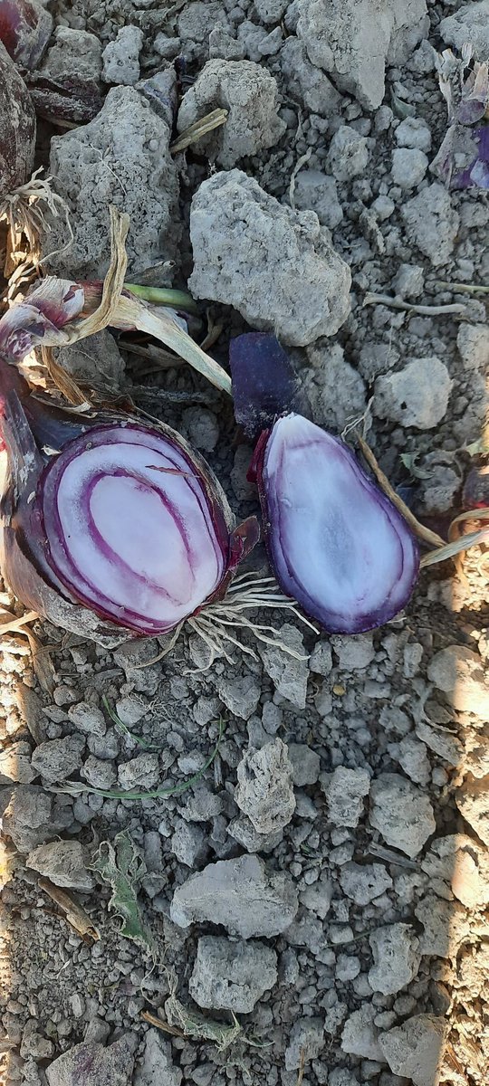 Grijze waterige vlekken in enkele buitenste rokken van rode uien, lijkt op eerste schade door zonnebrand. Geadviseerd toch maar even te wachten op koeler weer om te starten met rooien. #cereshortiadvice