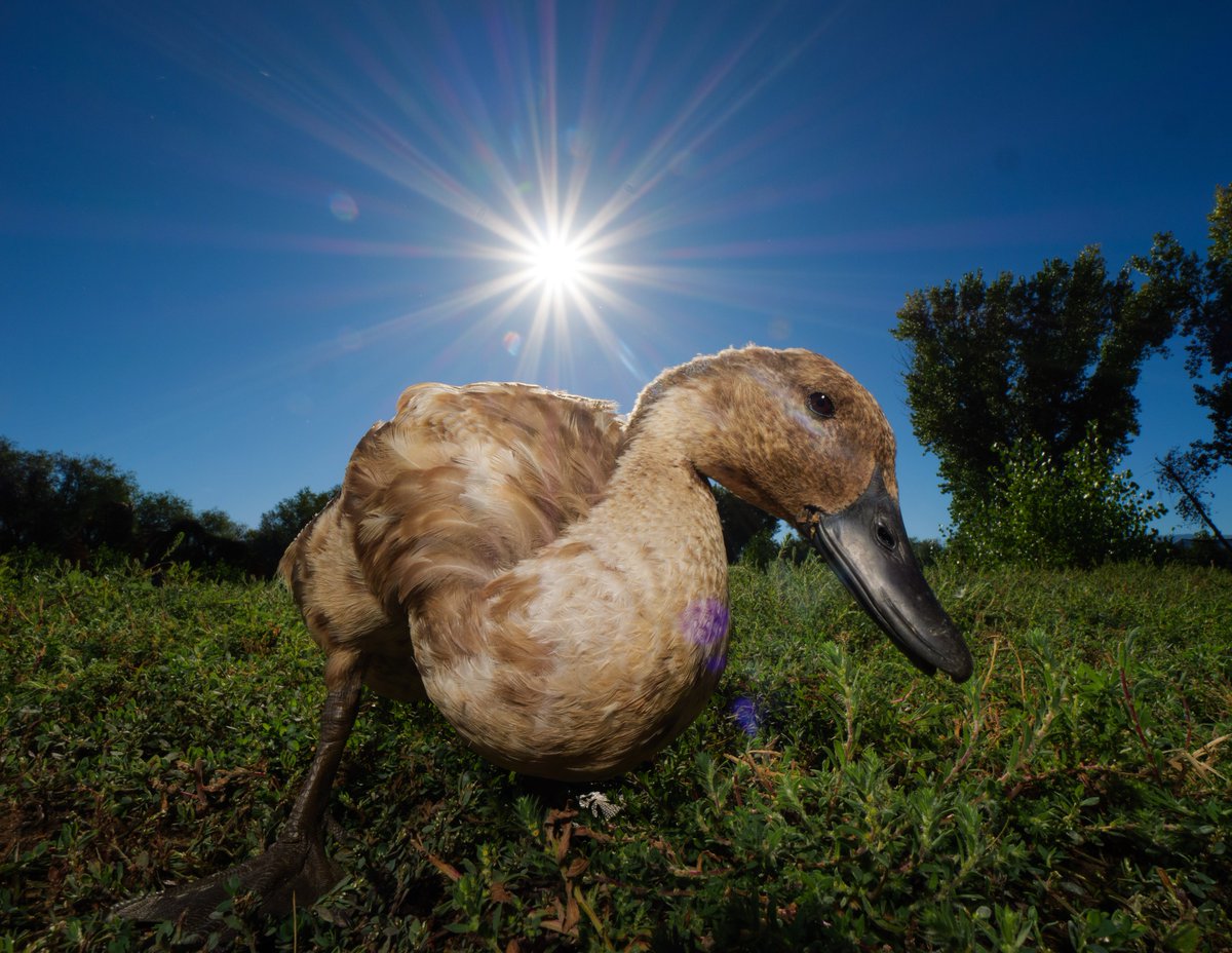 On the shore, a duck so bright,
Morning sun, pure delight!

(Redeem Dr Scovy Tokens to feed the ducks: drscovy.com/dp)