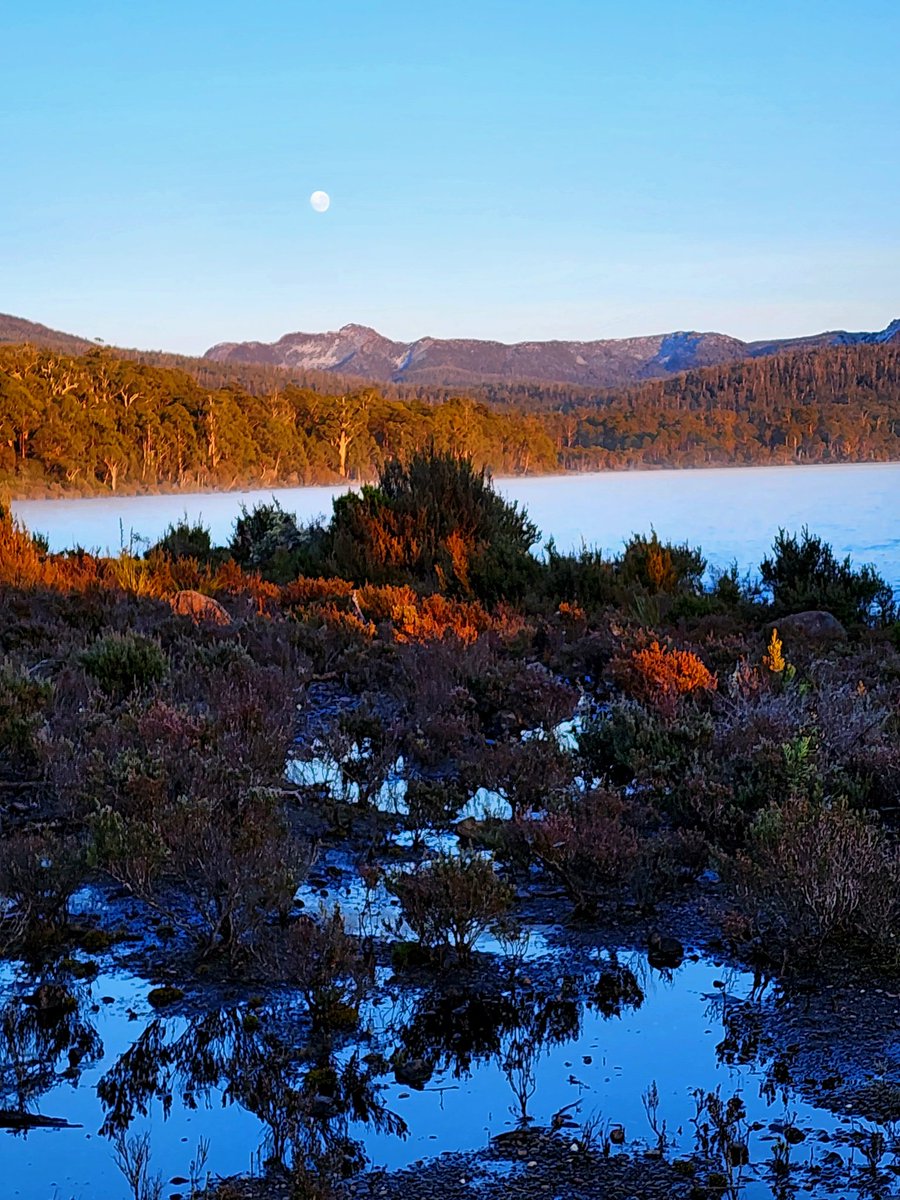 griz1's tweet image. Morning #sunrise run last Saturday at #LakeStClair #NatlPark #LSCNP... 31°F but beautiful! Almost #fullmoon, clear reflections, #PumphousePoint &amp;amp; orange lichen! @Parks_Australia @tasmania @today_tasmania @ParksChat @somanyparks @CommTrailRun @mackpurp @ngharris0 #GizaAus23 #Tas