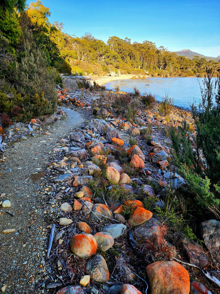 griz1's tweet image. Morning #sunrise run last Saturday at #LakeStClair #NatlPark #LSCNP... 31°F but beautiful! Almost #fullmoon, clear reflections, #PumphousePoint &amp;amp; orange lichen! @Parks_Australia @tasmania @today_tasmania @ParksChat @somanyparks @CommTrailRun @mackpurp @ngharris0 #GizaAus23 #Tas