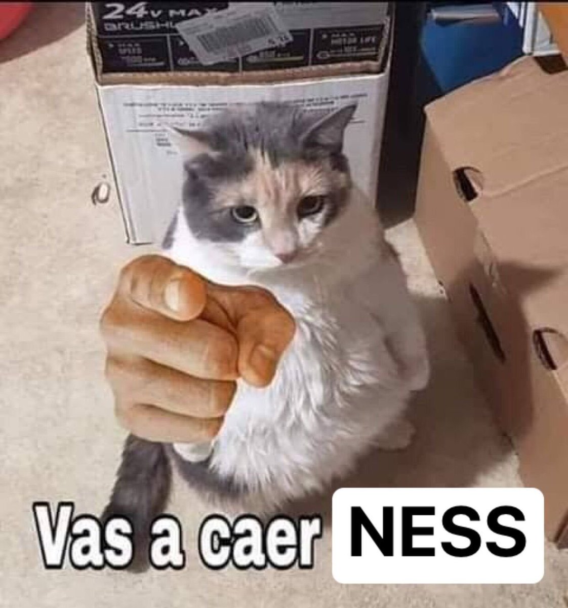 Feltzer. tweet media