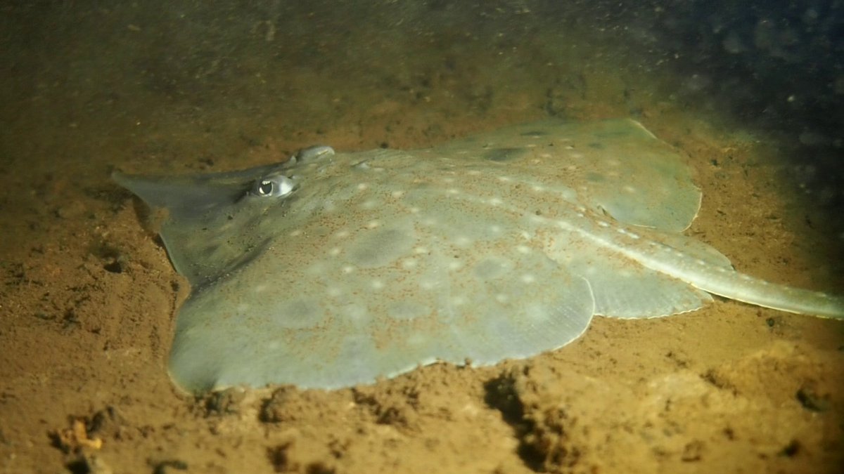 Colin Simpfendorfer (@sharkcolin) on Twitter photo An early start for #NationalThreatenedSpeciesDay with a workshop discussing a the potential for establishing a captive population of Maugean Skate. Great to have lots of national and international experts involved. <a href="/Sacanth/">David Moreno</a> <a href="/PpsharkPaula/">Paula Carlson</a> <a href="/fishtritionist/">Dr. Lisa Hoopes</a> <a href="/kerryacameron/">Kerry Cameron</a> An early start for #NationalThreatenedSpeciesDay with a workshop discussing a the potential for establishing a captive population of Maugean Skate. Great to have lots of national and international experts involved. <a href="/Sacanth/">David Moreno</a> <a href="/PpsharkPaula/">Paula Carlson</a> <a href="/fishtritionist/">Dr. Lisa Hoopes</a> <a href="/kerryacameron/">Kerry Cameron</a>
