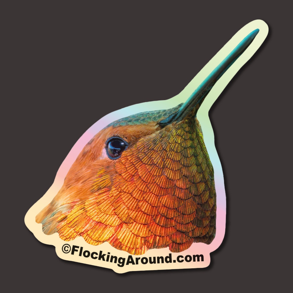 flockingaround's tweet photo. We just created some holographic stickers of the Wild Bird Feeding Institute's "feeder bird of the year," the Rufous Hummingbird! While these are not yet ready to ship out, we have some other fun bird stickers: https://t.co/7EDHbELkZ3

#birdsticker #birdingsticker #animalsticker https://t.co/fJmlJMpU3z