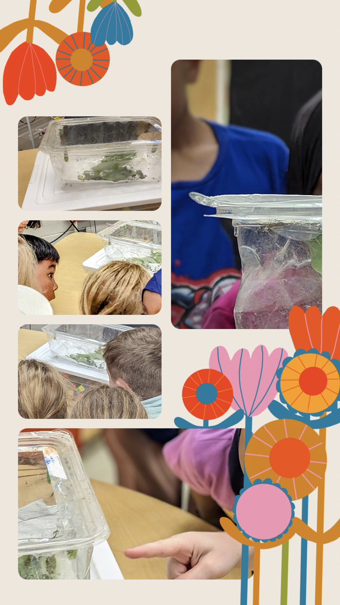 The students in MF45B were fascinated to watch a Monarch caterpillar transform into a chrysalis!