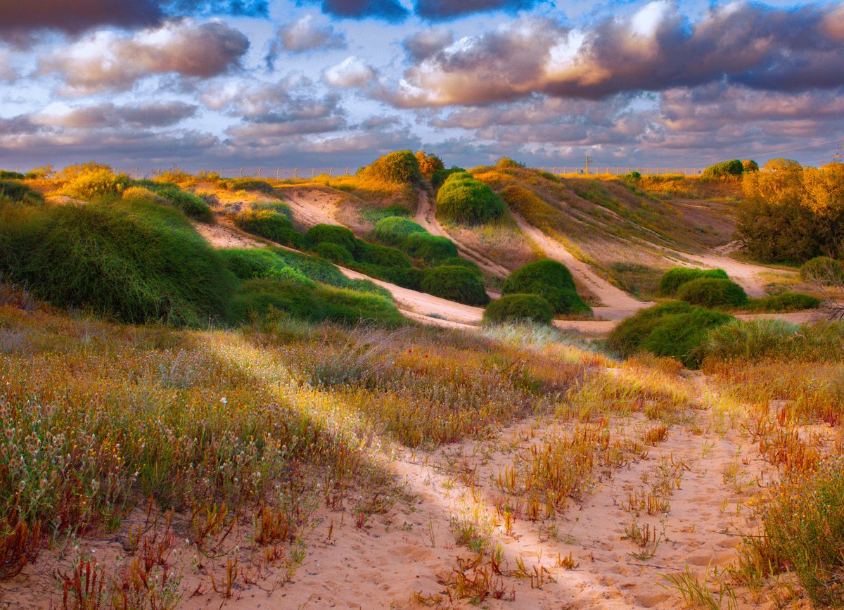 shury45's tweet photo. This photograph was captured in the sandy landscapes of Yavne city. I titled it "On the Way to the Light". Throughout our lives, we all seek that guiding light. Wishing you all the best. #NFTCommunity #NaturePhotography https://t.co/LuvLnBRRSb