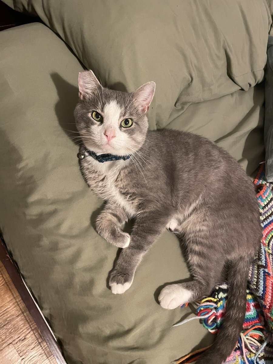 ktreadstheroom's tweet photo. This is Tito. My gf and I adopted him from a cat cafe and he’s a menace but I wouldn’t trade him for the world. Quirks include instigating with his sister and making biscuits on my fupa. 19/10, a very handsome boi. https://t.co/L1b1Yc6Bzb