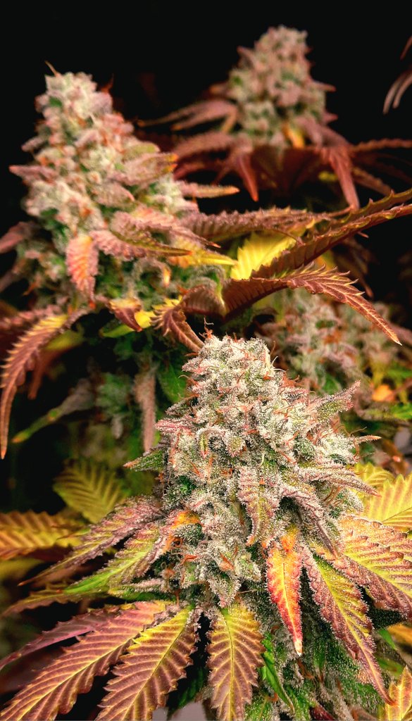 Greenhand Genetics tweet media