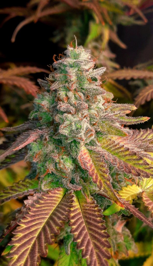 Cobbler Gobbler is timeless classic that'll surely show most growers the true potential of #GreenHandgenetics with flowers being heavily resinous, dense and colorful with aromas of peaches to cherry pie P.C./Grower @thechronicthumb #CannaFam #JGYO #MMJ #Photoperiod #Cannabis