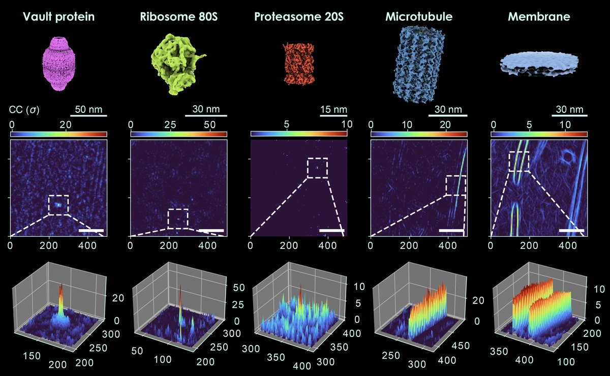 🧵[1/6] We achieve high-confidence localization of a wide range of macromolecular complexes, their subunits, and functional substates through 3D template matching (TM) for #CryoET. This allows us to capture vaults transporting ribosomal cargo in situ!🤯 doi.org/10.1101/2023.0…