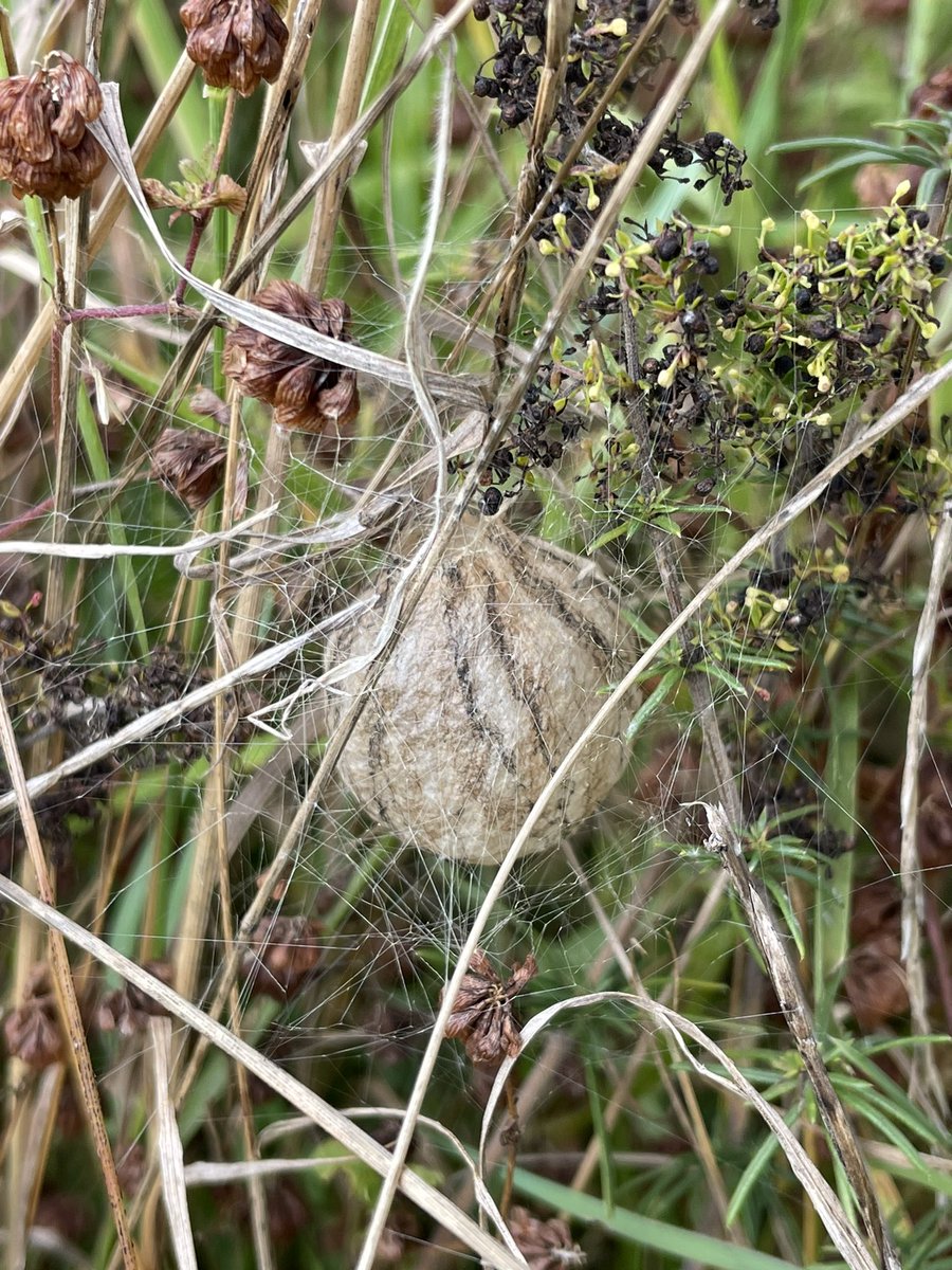 becksmaxgreen's tweet photo. @Macrolunchtimes @wildlifebcn Found quite a few egg sacs last week too https://t.co/AactEWINKY