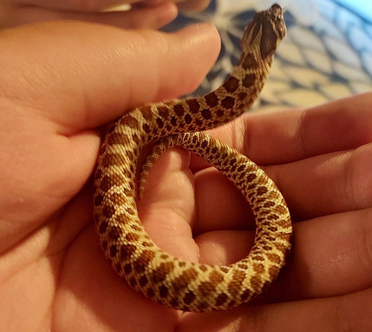After a long while i finally got myself a hognose snake!
I named her muffins
She's very defensive so I'll leave her alone for a week then feed her a frozen thawed pinkie
I've been wanting this kinda snake for a while now and finally saw them on @XYZReptiles for sale! No regrets