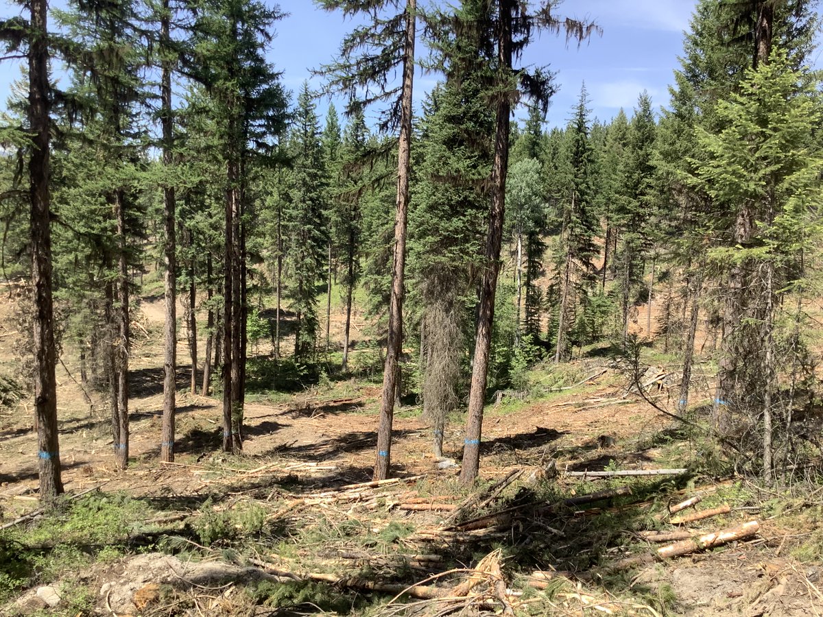 Forest Management Matters! GNA Old Dodge Project Update: In Kootenai National Forest, a 44-acre project addresses wildfire risk, ecological restoration, and wildlife protection. Timber harvest & road improvements underway. DNRC foresters Brook Blakely & Patrick Sloan on site.