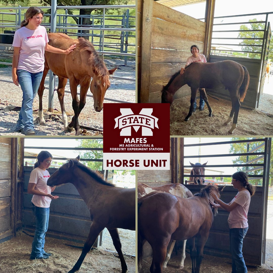 Peyton never horses around when she is at her internship! Happy #WorkingWednesday!
She is at the Horse Unit and she is saddled with new responsibilities! She helps with a lot of fun tasks!
Thank you, Equine Unit, for allowing Peyton to work in a field she is pasture-net about.