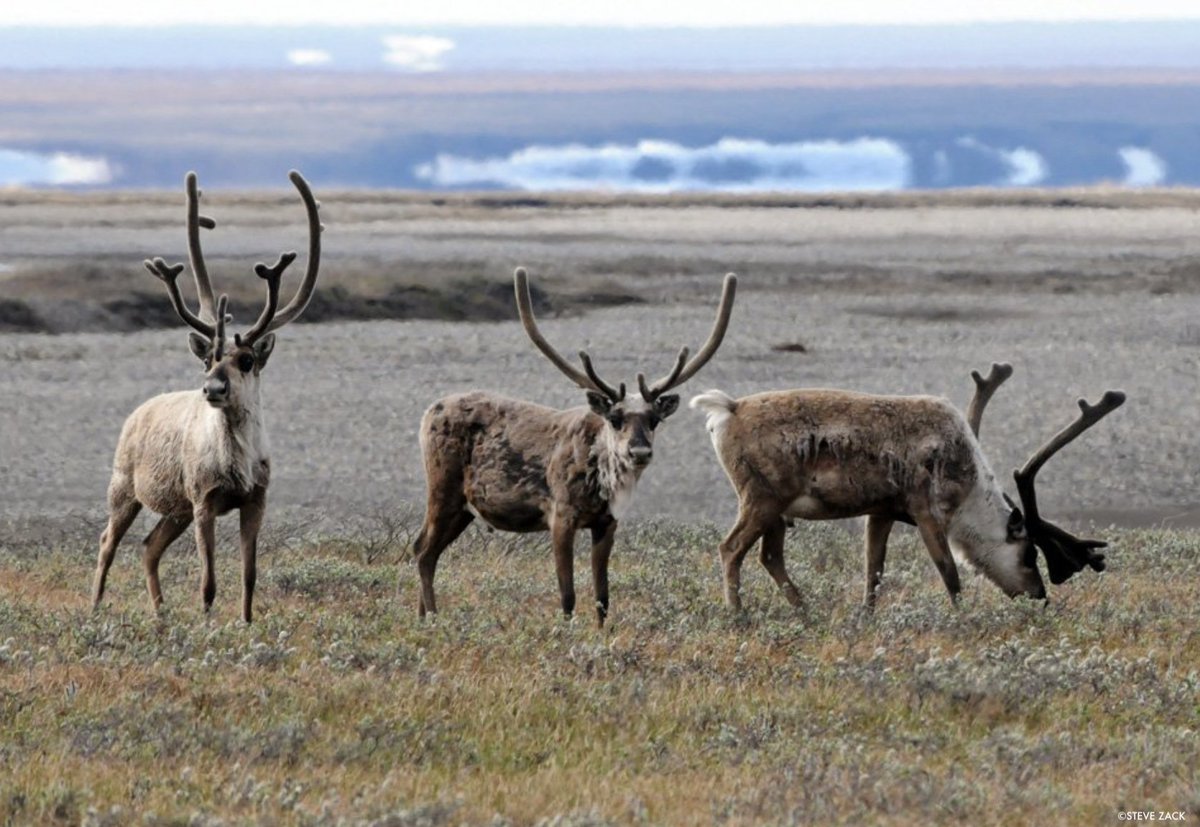 We commend <a href="/POTUS/">President Donald J. Trump</a> for taking steps to protect ANWR and more than 13M acres in the NPR in Alaska. Our scientific surveys since the 1950s have shown importance of protecting this vast and beautiful landscape for people and wildlife. on.doi.gov/45HLmmC #30x30 #ProtectTheArctic