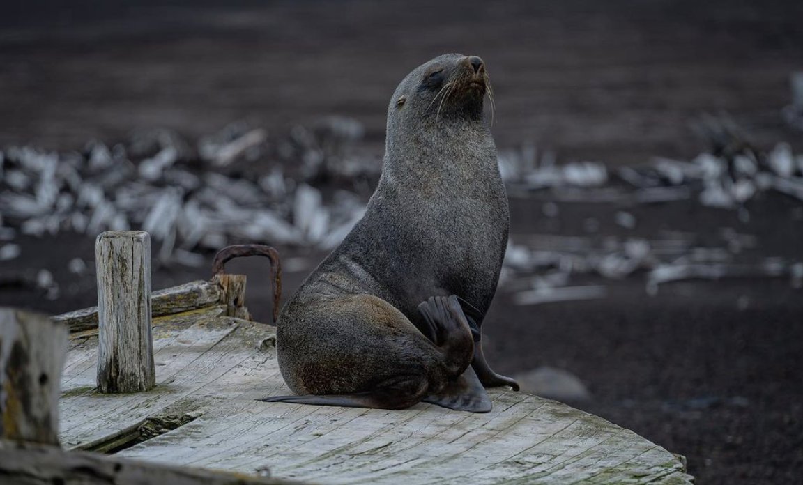 iaato_org's tweet photo. IAATO’s General Information for Wildlife Watching and related Guidelines aim to provide guidance to IAATO operators for viewing cetaceans, seals, and birds in their marine environment. #weareiaato
©️ @t_cornelius_
#responsibletravel #peaceandscience #loveantarctica https://t.co/XBDUAi9OYw