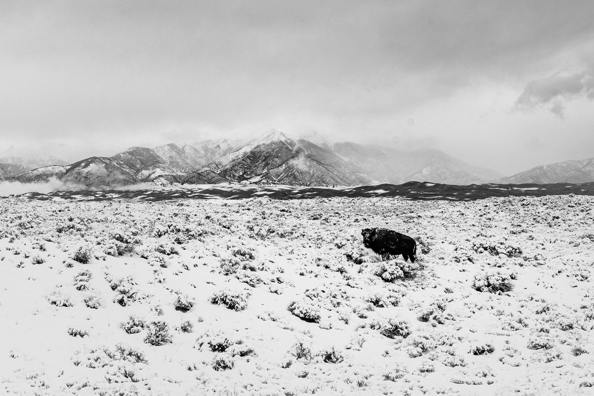 downhilltrucker's tweet photo. A line bison in front of the great sand dunes in @Colorado 
#bison #WildlifeWednesday #wildlifephotography #photooftheday https://t.co/85KVKISF2q