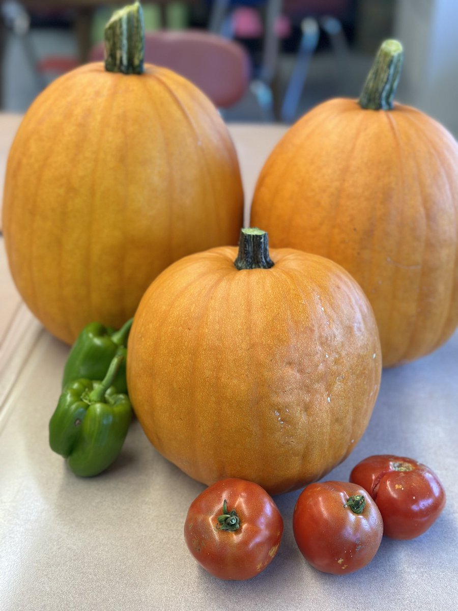 Tamme Manganelli tweet media