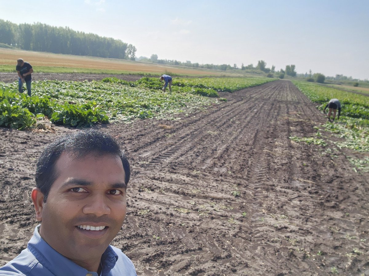 Ashok Chanda (@beetpath) on Twitter photo Day 1 of #sugarbeet manual #harvest23 with good old potato forks and machetes, screening <a href="/ChenggenC/">chenggen chu</a> lines for resistance to #Rhizoctonia @UMNPlantPath <a href="/USDA/">Dept. of Agriculture</a> <a href="/ASSBT_BSDF/">American Society of Sugar Beet Technologists</a> <a href="/TPhytopath/">Austin Lien</a> #GratefulPI for the #unbeetable team Day 1 of #sugarbeet manual #harvest23 with good old potato forks and machetes, screening <a href="/ChenggenC/">chenggen chu</a> lines for resistance to #Rhizoctonia @UMNPlantPath <a href="/USDA/">Dept. of Agriculture</a> <a href="/ASSBT_BSDF/">American Society of Sugar Beet Technologists</a> <a href="/TPhytopath/">Austin Lien</a> #GratefulPI for the #unbeetable team
