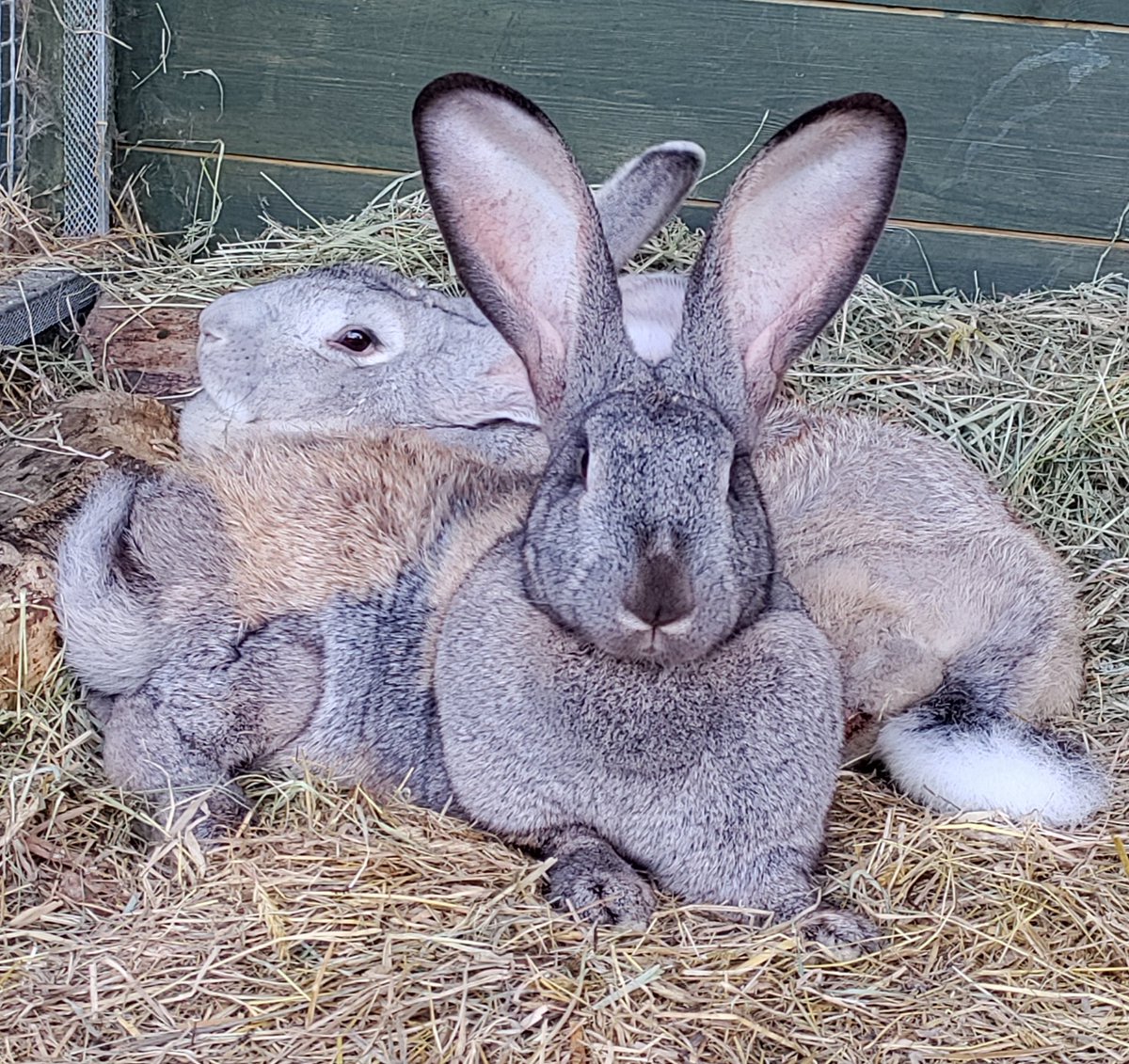 Bracken puts a whole new slant on the phrase "I'm all ears!" 😂😂🐇👂👂