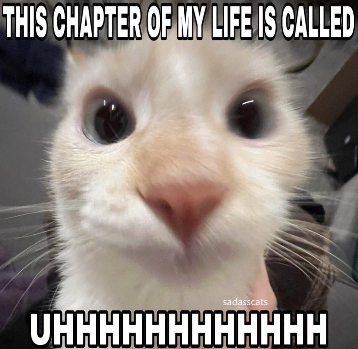 literallymecats's tweet photo. https://t.co/AT9bqvYYus