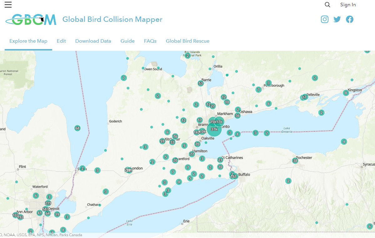 Have you checked out the #GlobalBirdRescue Global Bird Collision Mapper?  Or mapped any dead birds? See how many fall migrants won’t arrive due to fatal building collisions. This annual event runs Oct. 2-8, 2023 and is hosted by @FlapCanada birdmapper.org/pages/explore-… <a href="/FLAPCanada/">FLAP Canada</a>