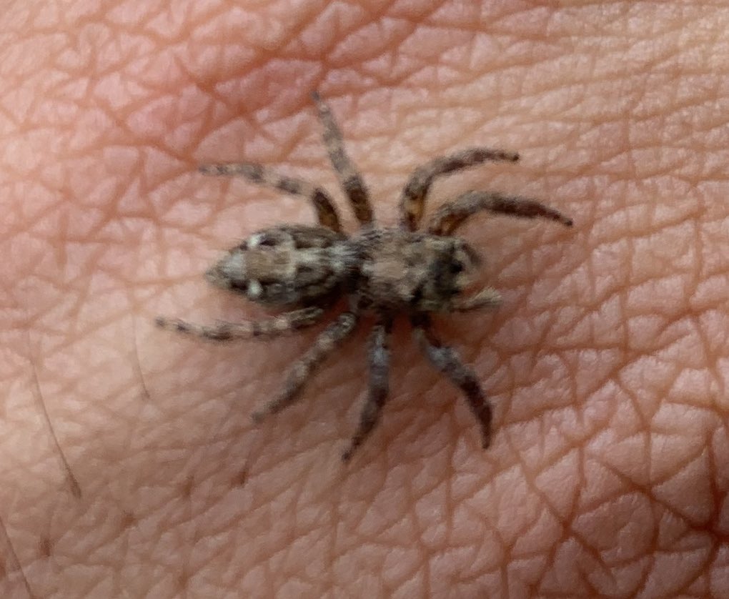 SahirDoshi's tweet photo. @AAS_arachnology The hero (thread) we need! Four blurries from Mumbai. I know two of these are jumping spiders (Plexippus sp?) but am hoping for ID help. No clue about those other two. #ArachnID #IndiAves 

@spider_india @venadavenu @spiderayan https://t.co/o6wpXa67SO