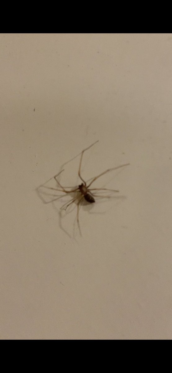 SahirDoshi's tweet photo. @AAS_arachnology The hero (thread) we need! Four blurries from Mumbai. I know two of these are jumping spiders (Plexippus sp?) but am hoping for ID help. No clue about those other two. #ArachnID #IndiAves 

@spider_india @venadavenu @spiderayan https://t.co/o6wpXa67SO