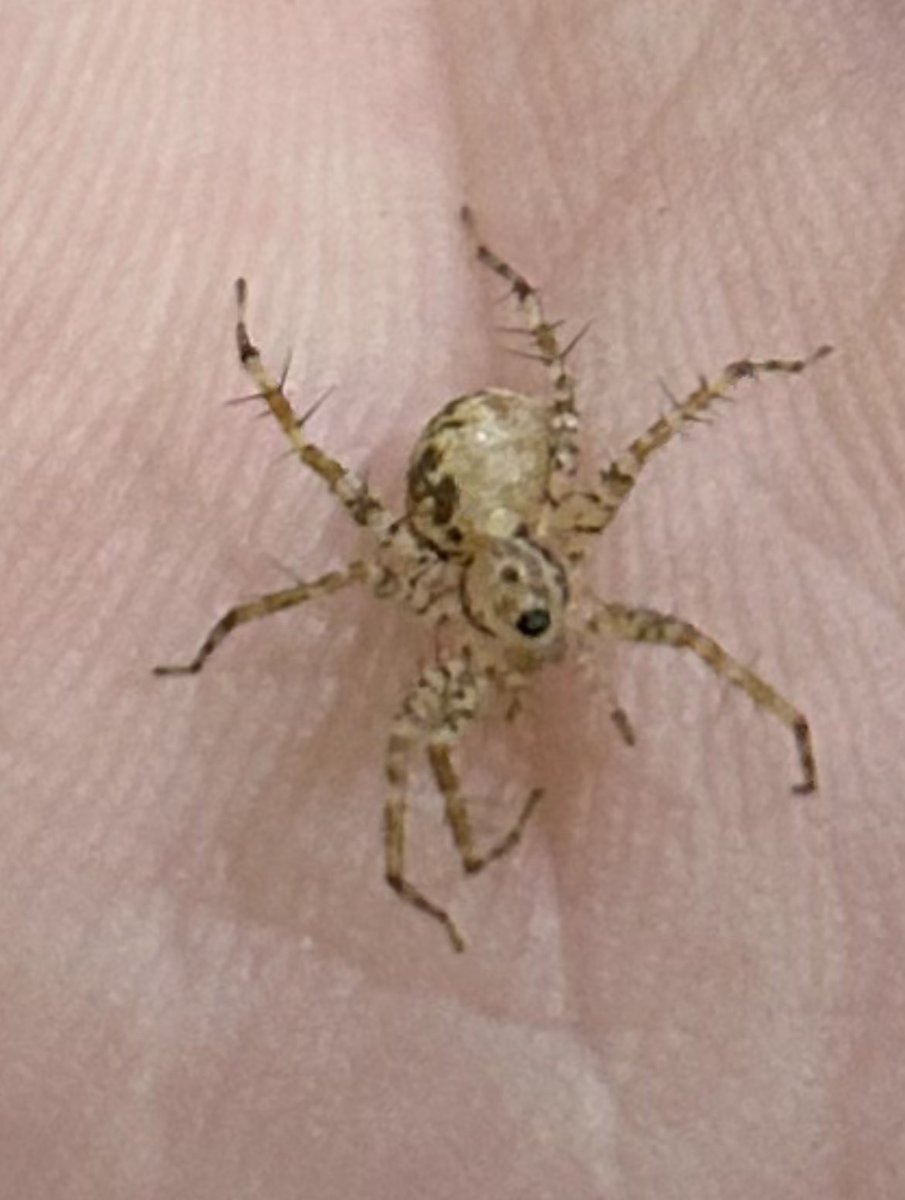 SahirDoshi's tweet photo. @AAS_arachnology The hero (thread) we need! Four blurries from Mumbai. I know two of these are jumping spiders (Plexippus sp?) but am hoping for ID help. No clue about those other two. #ArachnID #IndiAves 

@spider_india @venadavenu @spiderayan https://t.co/o6wpXa67SO