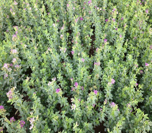 K-State Agronomy tweet media