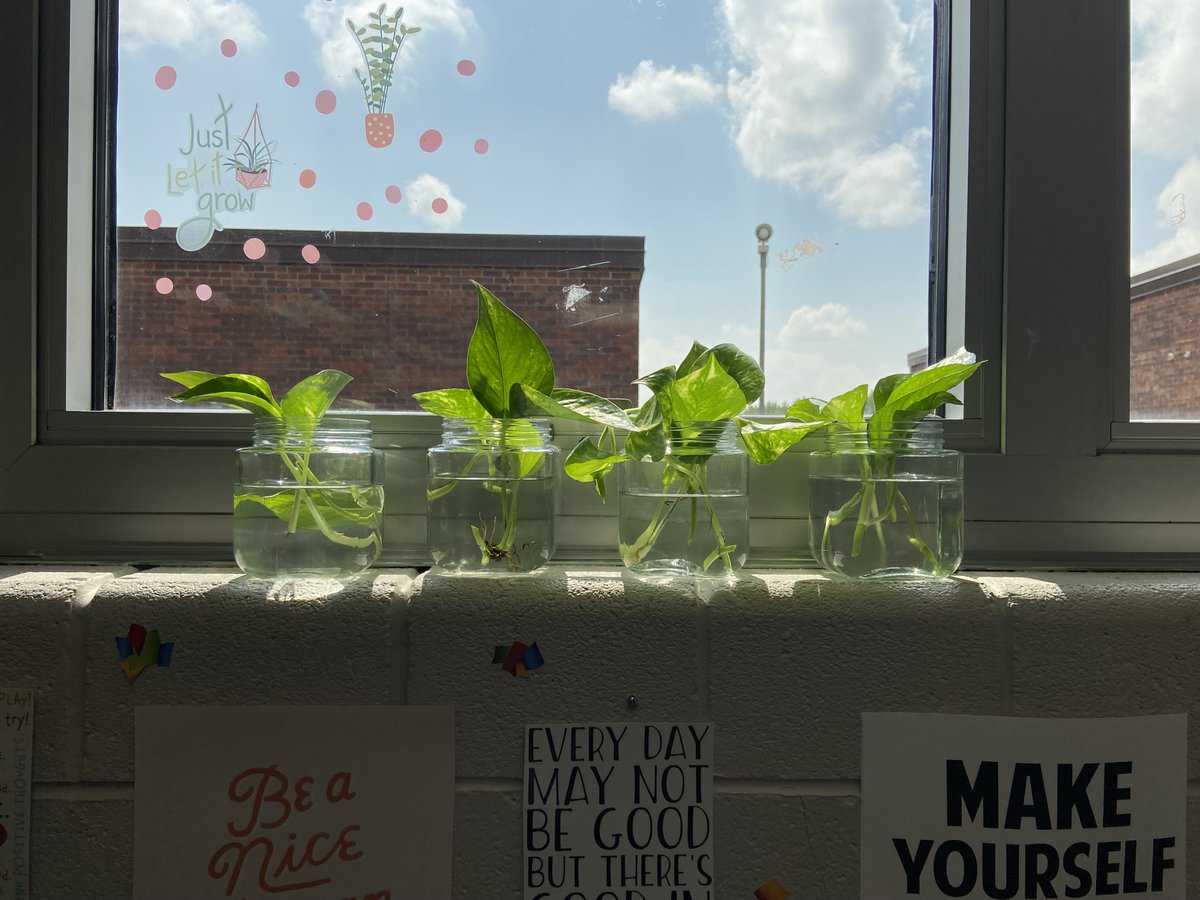 Meet "Boogie Woogie"--our new class plant! The perfect  project to support our learning about photosynthesis! After a robust discussion, we decided on the name and gave him/her a haircut so that we could propagate some of his/her leaves! Now we wait for roots! #inspire96