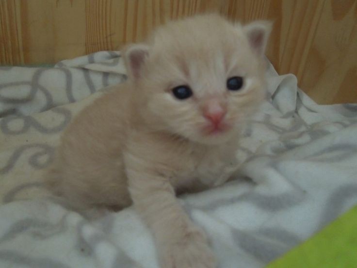 HumCandi's tweet image. Ougjh