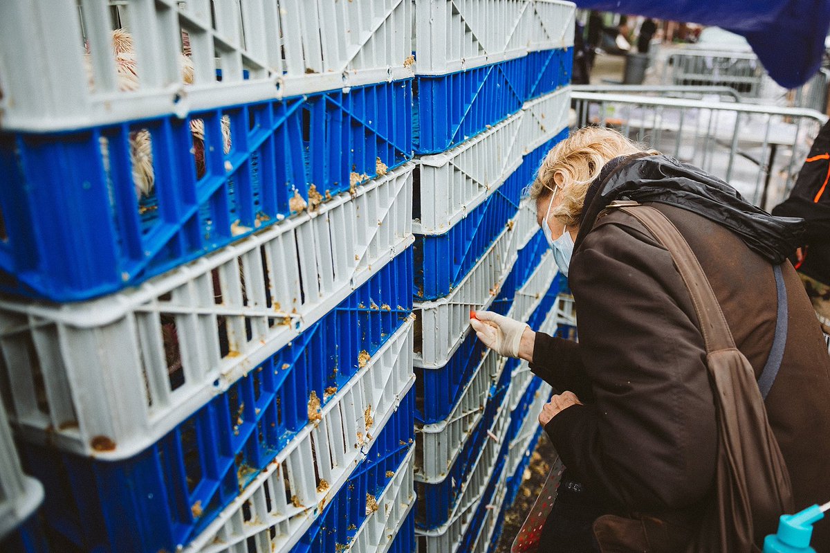 Sunday, September 10: Kaporos Orientation 2023 (Zoom) facebook.com/events/1020070…