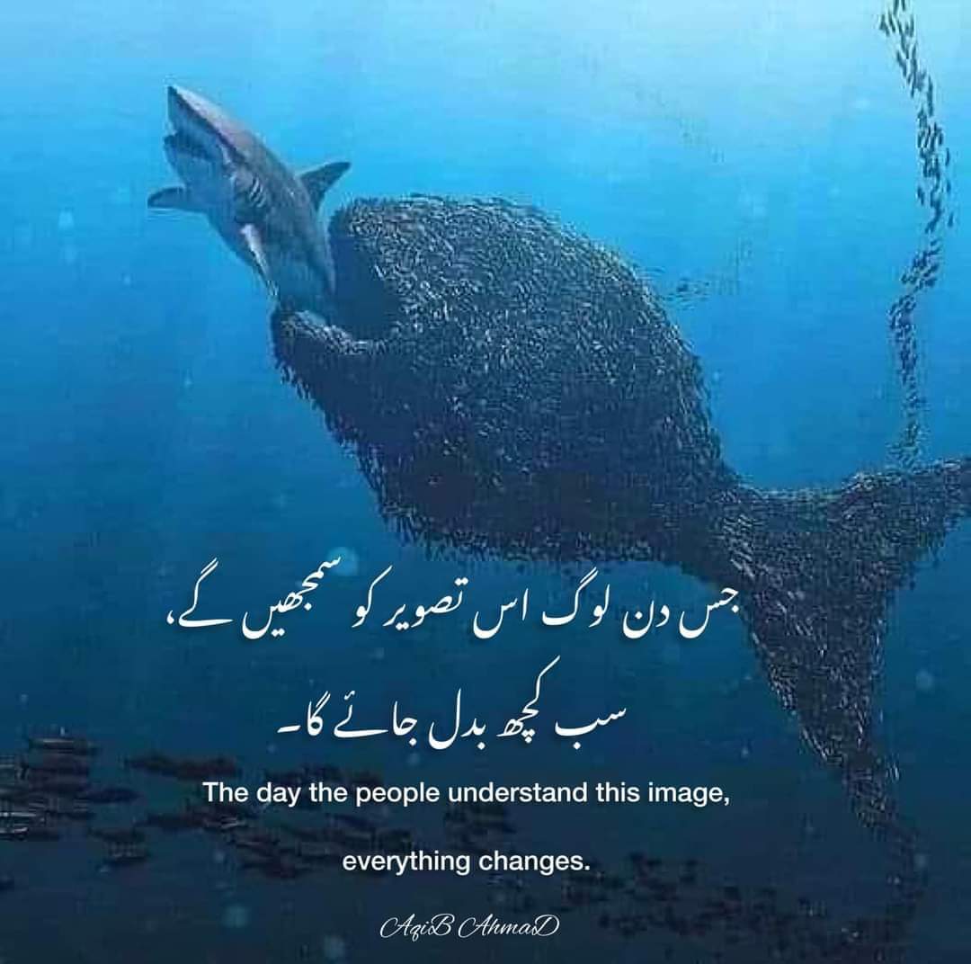 RustamFaraz's tweet image. 