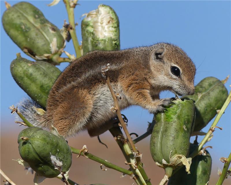 BLMUtah's tweet photo. π΅Climbing pickle trees? Last time I dared that, they were Utah Yucca! πΏοΈ Squirrel challenges keep me strong so I can #FightProcrastination. β¨ Don't squirrel away your dreams! Explore BLM Utah #publiclands, embrace adventure, and seize the day! #WildlifeWednesday | #RedCliffsNCA https://t.co/WvykxIHWQS
