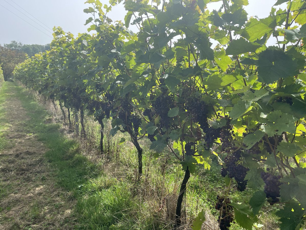 OffTheLine tweet media