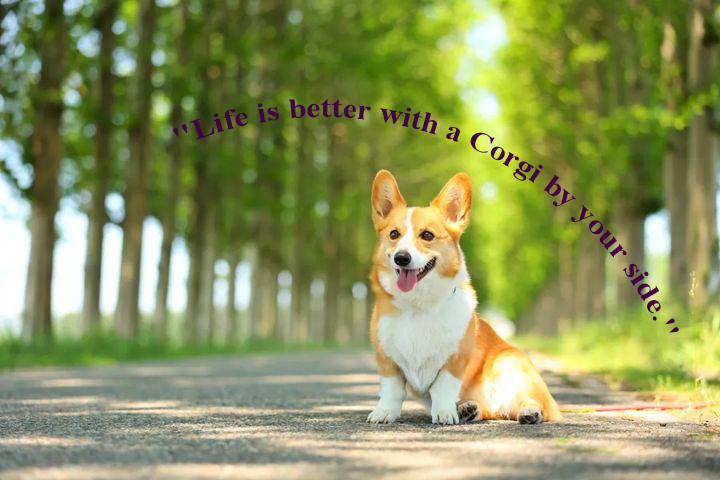 corgi_fans's tweet photo. https://t.co/wcBUn4f0qN