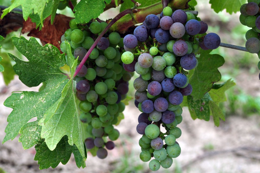 👉Look what's happening in the vineyards!​​​​​​​​
#wine #winewinewine #myNyarai #winecountryON #whitewine #redwine #sparklingwine #celebratewine #winelover #winetime #lovewine #wineenthusiast #virtualwinery  #grapevines #buylocal  #vineyard #winemakerslife