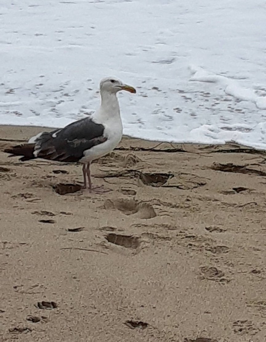 yadira631's tweet photo. @YobaniQuintero #AvePlayera.
Todas las fotos son de unas vacaciones de verano en el 2021 a Las playas de California
Las Gaviotas son parte de ese paisaje y maravillosas playas. Todas tomadas por mi,a excepción la última foto q me la tomo la hija en el momento q le daba comida a las gaviotas💖 https://t.co/Lf9QEK7WTL