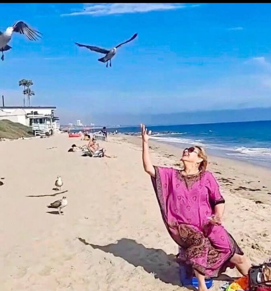 yadira631's tweet photo. @YobaniQuintero #AvePlayera.
Todas las fotos son de unas vacaciones de verano en el 2021 a Las playas de California
Las Gaviotas son parte de ese paisaje y maravillosas playas. Todas tomadas por mi,a excepción la última foto q me la tomo la hija en el momento q le daba comida a las gaviotas💖 https://t.co/Lf9QEK7WTL