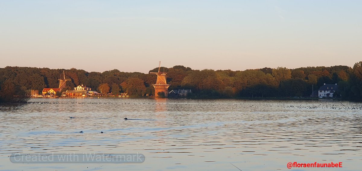 floraenfaunabeE's tweet photo. Goedenavond iedereen geniet van de mooie avond, zoals hier aan de #Kralingseplas met de schitterende #molens in de avondzon. #Rotterdam #Kralingsebos https://t.co/I3TBVsQmIf