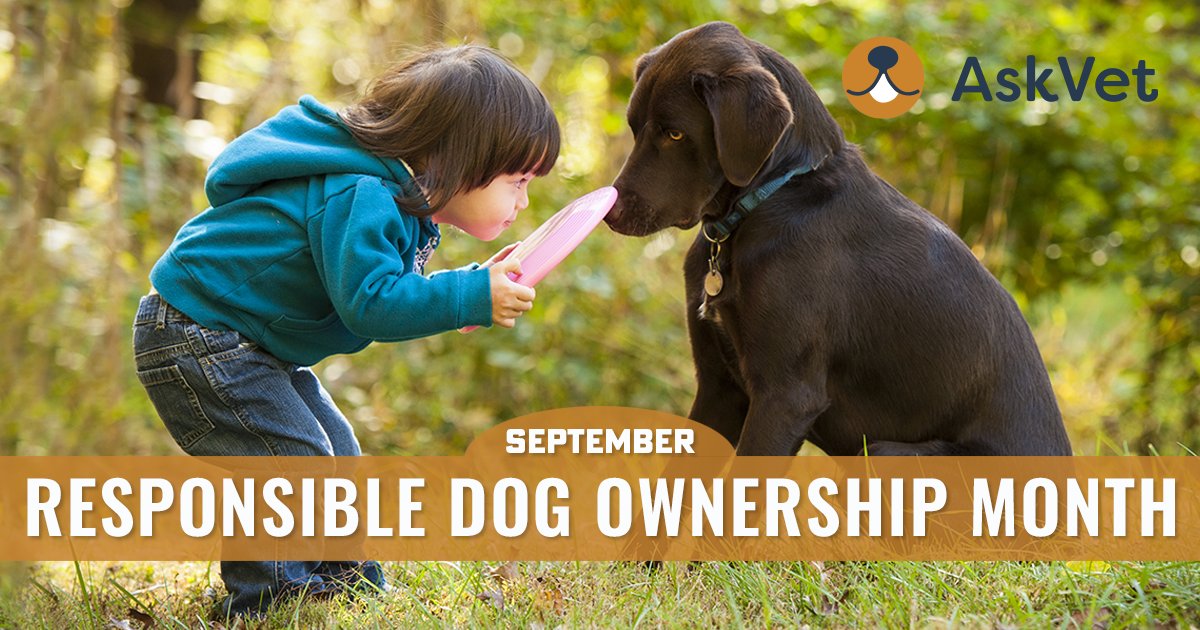 AskVet247's tweet photo. 🐾🏡 It's "Responsible Dog Ownership Month"! Show your furry friend some love by keeping them healthy, active, and well-trained. 🐶💖 

Schedule your Pet Coaching session today!

#DogOwnershipMonth #ResponsiblePetParenting https://t.co/0043SSb7tL