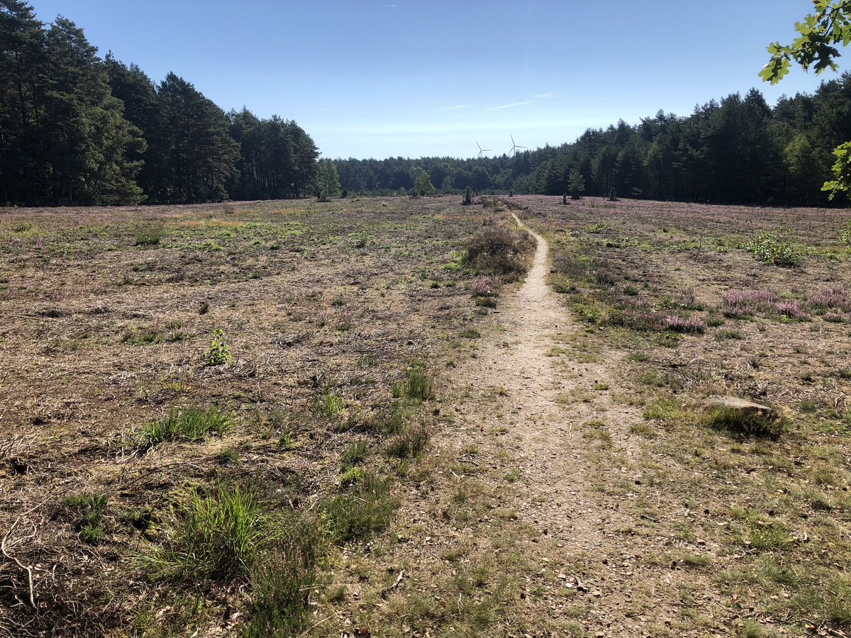 redmanphill's tweet photo. Not quite sunset in this one. I’d to hide from the sun as much as possible today, 30° and not a cloud in the sky. This is just as I started heading out over the heather. #heidschnuckenweg #wandern #hiking #thishikelife https://t.co/gEh9ZYNSsA