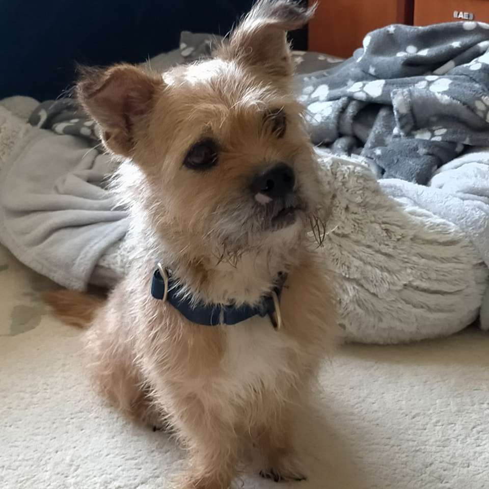 AdoptionsUk's tweet photo. Please retweet to help Frazer find a home #SUSSEX #UK 
Rescued from a council pound when his 7 days were up. He's aged 11 and was very distressed  to find himself in a pound. He's looking for a calm home, please contact the shelter for full details.
DETAILS or APPLY👇 https://t.co/YFeTfN7J5K
#dogs