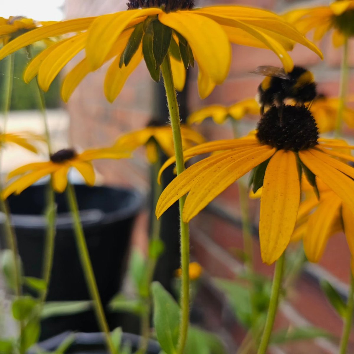 Bumble bee 🐝 🌼🐝🌼