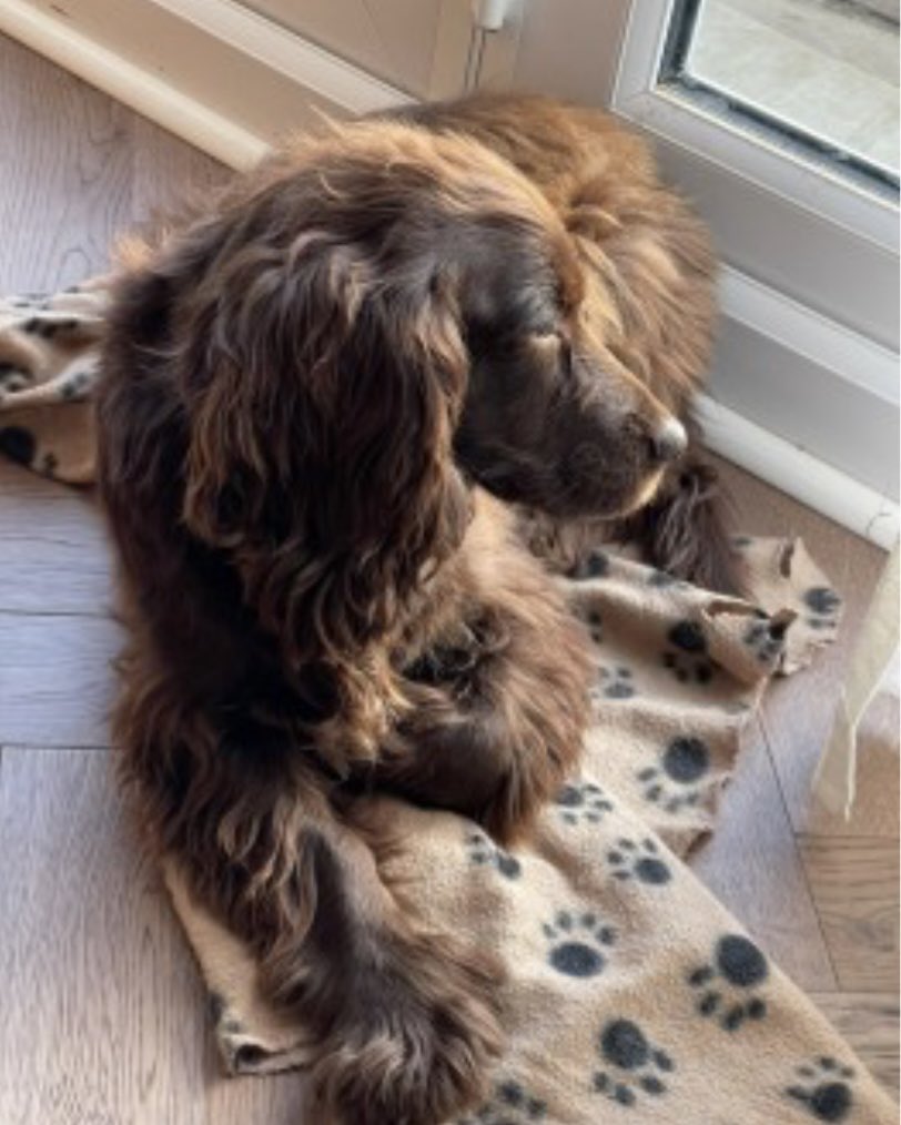 rosieDoc2's tweet photo. #SpanielHour 

DAISY is still not home after going missing 18/6/23 #Groesffordd #Brecon #LD3 🏴󠁧󠁢󠁷󠁬󠁳󠁿 
Female Spayed&amp;chipped #cocker 
Brown OLDER ADULT 
Wearing red harness 

https://t.co/hgpdVvAiaN

@BnRExpress @juliagarland73 @ruthwill64 @RachaelB100 @BryantDjbryant @CarolPoyerPeett https://t.co/McAaaDpCI3