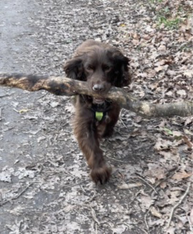 rosieDoc2's tweet photo. #SpanielHour 

DAISY is still not home after going missing 18/6/23 #Groesffordd #Brecon #LD3 🏴󠁧󠁢󠁷󠁬󠁳󠁿 
Female Spayed&amp;chipped #cocker 
Brown OLDER ADULT 
Wearing red harness 

https://t.co/hgpdVvAiaN

@BnRExpress @juliagarland73 @ruthwill64 @RachaelB100 @BryantDjbryant @CarolPoyerPeett https://t.co/McAaaDpCI3