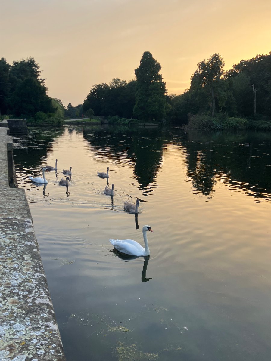 What a beautiful evening for a walk around Highfield Park. The wildlife seems to think so too. #Nottingham