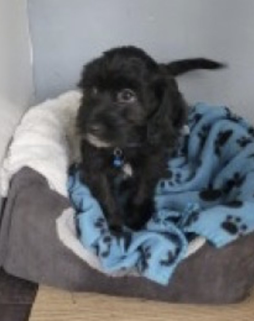 rosieDoc2's tweet photo. #SpanielHour
LUNA missing #BankHoliday Monday 28/8/23 5.40pm
#SwaffhamBulbeck #Cambridgeshire #CB25
Black PUPPY #Cockapoo
https://t.co/VIDXxZrIWS
@Cambslive @RachaelB100 @BitofDecorum @juliagarland73 @thedogfinder @JacquiSaid @alid2912 @LisaLisaw1 @HunnyJax @bs2510 https://t.co/s72MrreV7b